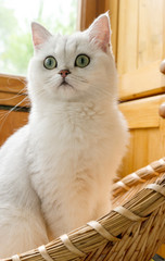 Curious silver chinchilla cat 