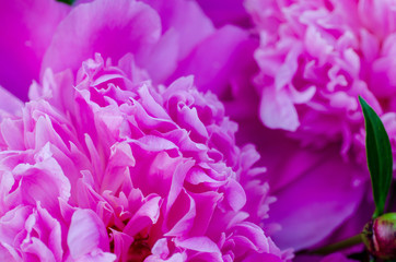 pink peonies in full bloom