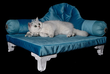 Chinchilla cat in a blue chair 