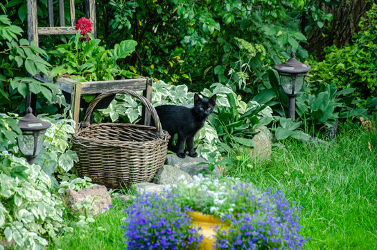 black kitten in garden