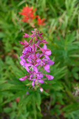 Summer in the Rocky Mountains