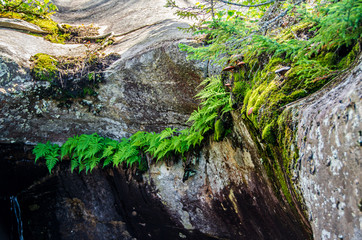 Fototapeta premium small ferns growing out of rock fissure