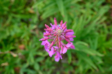 Summer in the Rocky Mountains