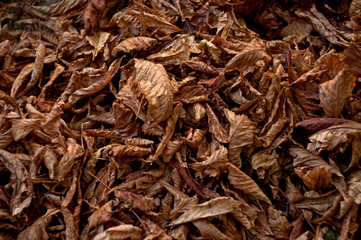 Fallen dried leaves texture. Autumn wallpaper. 