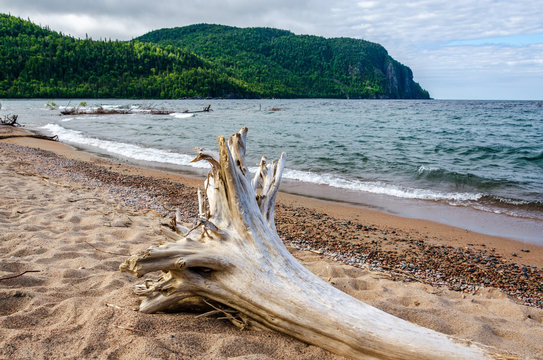 large driftwood on beach of Old Woman Bay