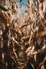 Corn fields corridors. Agriculture 