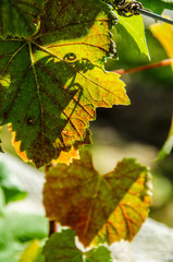 bunches fo grapes in vineyard