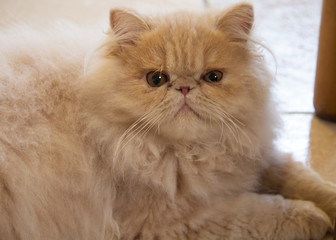 ritratto di gatto persiano rosso