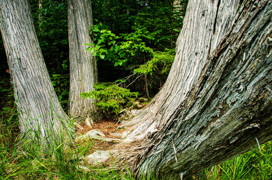 old tree trunks in the forest
