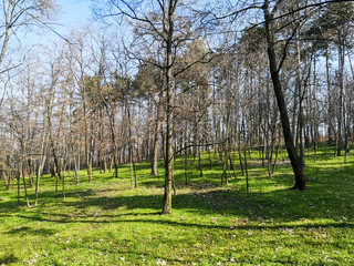 Small grove in early spring