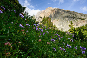 Summer in the Rocky Mountains