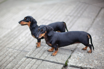 Two dachshund dogs at the street 