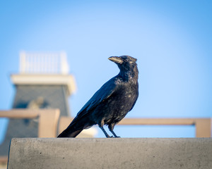 Portrait of a crow