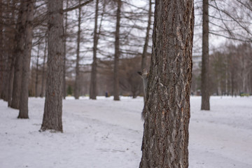 Squirrel in winter Park