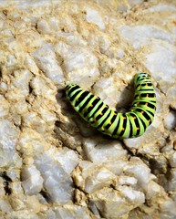 caterpillar on a leaf