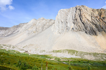 Summer in the Rocky Mountains