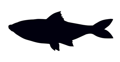 Big sea fish. Vector drawing