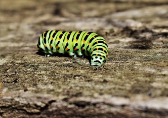 Naklejka premium caterpillar on a leaf