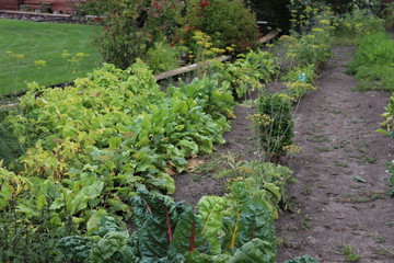 A Garden View