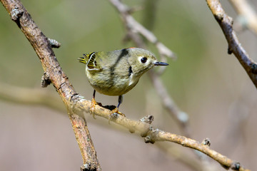 Ruby-crowned Kinglet (Regulus calendula) Profile Close-up of face
