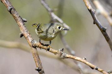 Ruby-crowned Kinglet (Regulus calendula) Profile Close-up of face and side