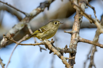 Ruby-crowned Kinglet (Regulus calendula) Singing