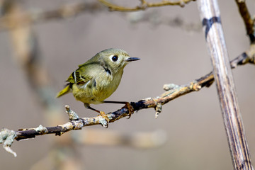 Ruby-crowned Kinglet (Regulus calendula) Profile