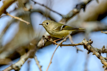 Ruby-crowned Kinglet (Regulus calendula) Profile