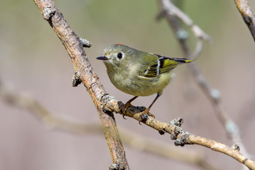 Ruby-crowned Kinglet (Regulus calendula) Profile with red crown displayed