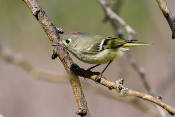 Ruby-crowned Kinglet (Regulus calendula) Profile with red crown displayed