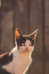 Cute black and white domestic kitten