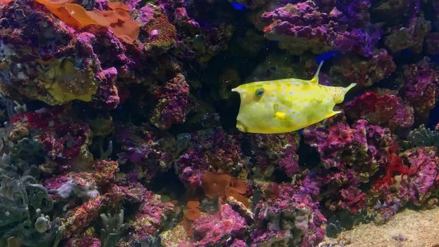 Colorful yellow Longhorn cowfish, Lactoria cornuta, also called horned boxfish swimming in aquarium near corals close up