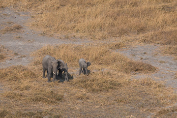 Elephants from an aerial view, Okavango Delta, Botswana, Africa