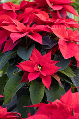 Poinsettia at Christmas - Vertical