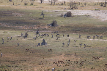 Plain zebras from an aerial view, Okavango Delta, Botswana, Africa