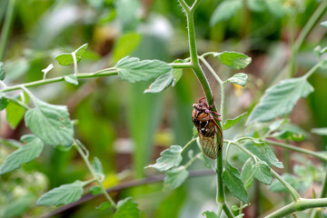 The pretty, large creature called a Bush Cicada stands out nicely against a bokeh background as it clings to the stem of a tomato plant in Missouri.