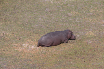 Hippopotamus from an aerial view, Okavango Delta, Botswana, Africa