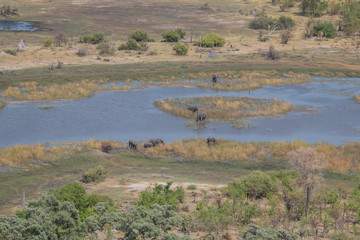 Elephants from an aerial view, Okavango Delta, Botswana, Africa