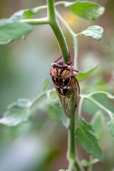 Creature of nature clings to a vine. This insect is a Bush Cicada. Bokeh effect.