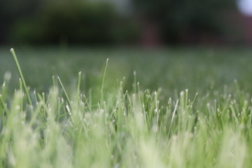 Grass