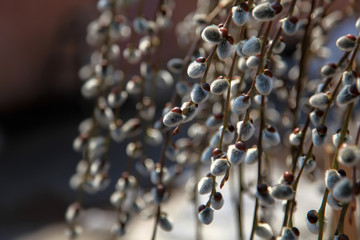 Willow buds, Beautiful spring, blurred background