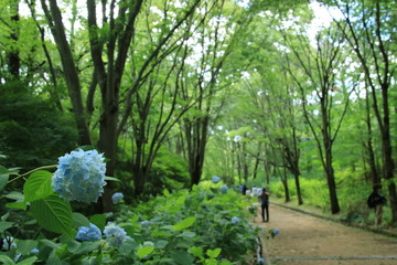 アジサイが咲く神戸市立森林植物園