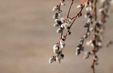 Willow buds, Beautiful spring, blurred background