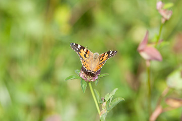 Distelfalter Schmetterling Flügel (Vanessa cardui)	