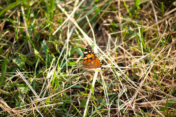 Distelfalter Schmetterling Flügel (Vanessa cardui)	