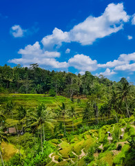 Fototapeta na wymiar Tegallalang Rice Terraces fields in Ubud, Bali, Indonesia. Popular travel destination. 
