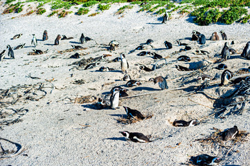 South African penguins on the beach