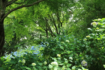 神戸市立森林植物園のアジサイ
