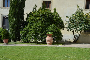fiori e piante