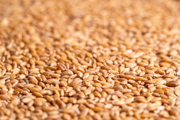 Pile of raw spelt seeds